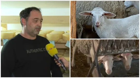 Vukovi i bolesti 'potamanili' ovce u Hrvatskoj, ali Pag nema tih problema, evo za&scaron;to