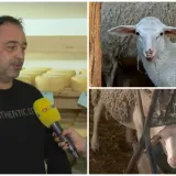 Vukovi i bolesti 'potamanili' ovce u Hrvatskoj, ali Pag nema tih problema, evo za&scaron;to