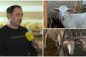 Vukovi i bolesti 'potamanili' ovce u Hrvatskoj, ali Pag nema tih problema, evo za&scaron;to