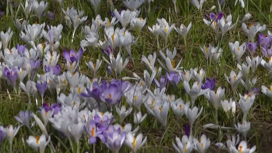 Botanički vrt u Zagrebu doslovno propupao: Evo &scaron;to su sve pripremili za posjetitelje