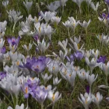 Botanički vrt u Zagrebu doslovno propupao: Evo &scaron;to su sve pripremili za posjetitelje