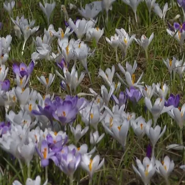 Botanički vrt u Zagrebu doslovno propupao: Evo &scaron;to su sve pripremili za posjetitelje