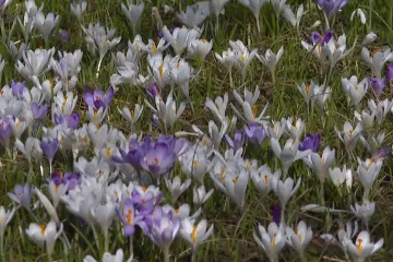 Botanički vrt u Zagrebu doslovno propupao: Evo &scaron;to su sve pripremili za posjetitelje