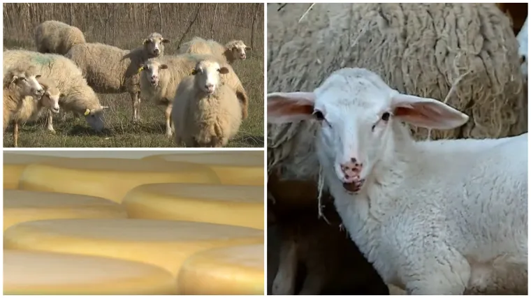 Ovce su postale isplativ biznis: 'A ovaj koji neće, proda parcelu, kupi auto i ba&scaron; ga briga'