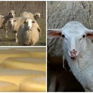 Ovce su postale isplativ biznis: 'A ovaj koji neće, proda parcelu, kupi auto i ba&scaron; ga briga'