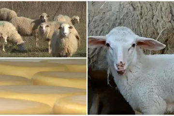 Ovce su postale isplativ biznis: 'A ovaj koji neće, proda parcelu, kupi auto i ba&scaron; ga briga'