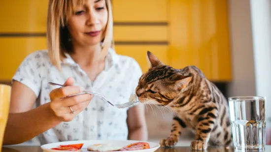 Vlasnici mačaka upozoreni da im ne daju ovih pet namirnica: 'Mogu biti vrlo &scaron;tetne'