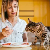 Vlasnici mačaka upozoreni da im ne daju ovih pet namirnica: 'Mogu biti vrlo &scaron;tetne'