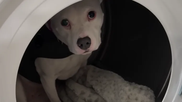 Upla&scaron;eni psić prona&scaron;ao savr&scaron;eno skloni&scaron;te tijekom grmljavine: Ovo je rastopilo brojna srca