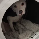 Upla&scaron;eni psić prona&scaron;ao savr&scaron;eno skloni&scaron;te tijekom grmljavine: Ovo je rastopilo brojna srca