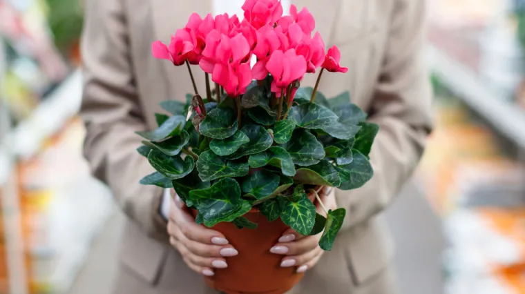 Ciklama je prava diva i ljepotica: Uz pravilnu njegu može krasiti va&scaron; dom godinama