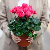 Ciklama je prava diva i ljepotica: Uz pravilnu njegu može krasiti va&scaron; dom godinama