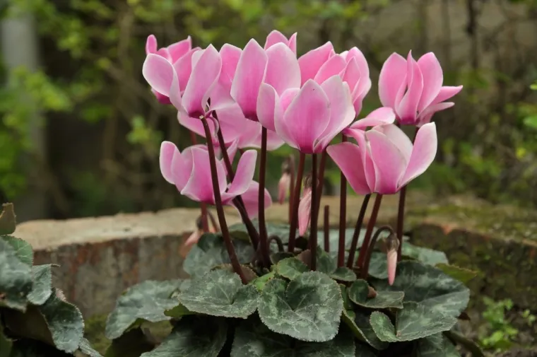 Ciklama je prava diva i ljepotica: Uz pravilnu njegu može krasiti va&scaron; dom godinama