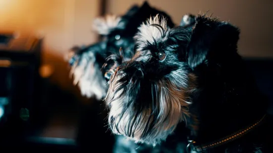 Patuljasti &scaron;naucer je veliki pas u malom tijelu: Budan čuvar i nepresu&scaron;an izvor zabave