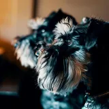 Patuljasti &scaron;naucer je veliki pas u malom tijelu: Budan čuvar i nepresu&scaron;an izvor zabave