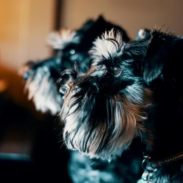 Patuljasti &scaron;naucer je veliki pas u malom tijelu: Budan čuvar i nepresu&scaron;an izvor zabave