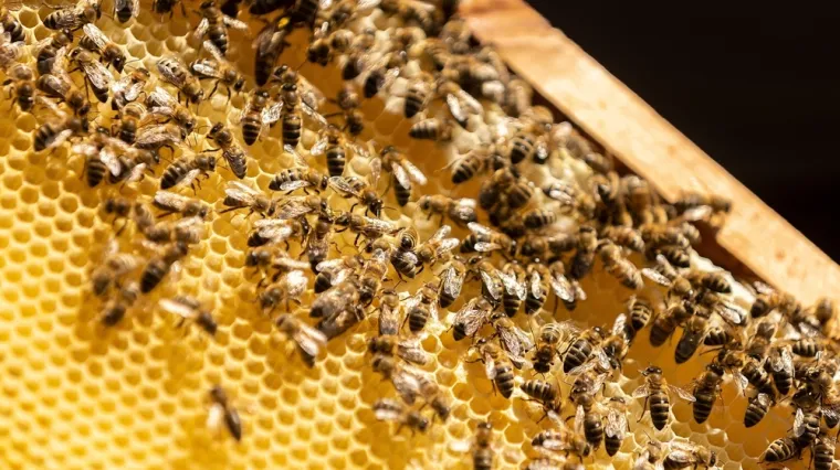 [KVIZ] Samo će znalci o kukcima rasturiti pitanja o pčelama