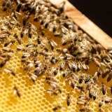 [KVIZ] Samo će znalci o kukcima rasturiti pitanja o pčelama