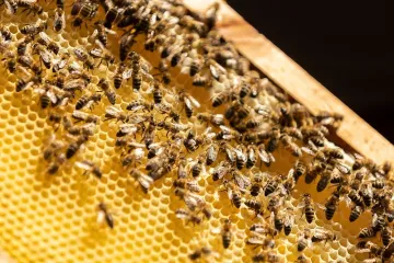 [KVIZ] Samo će znalci o kukcima rasturiti pitanja o pčelama