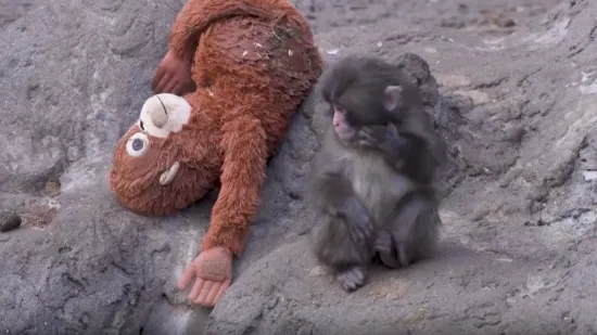 Majka ga odbacila, a on se ulovio pli&scaron;anca: 'Malo-pomalo će se uklopiti u čopor'