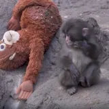 Majka ga odbacila, a on se ulovio pli&scaron;anca: 'Malo-pomalo će se uklopiti u čopor'