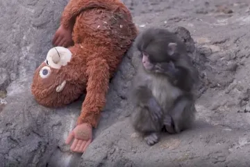 Majka ga odbacila, a on se ulovio pli&scaron;anca: 'Malo-pomalo će se uklopiti u čopor'