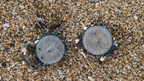 Zbog siću&scaron;nih stvorenja zatvorena omiljena turistička plaža: Ako ih nagazite - požalit ćete