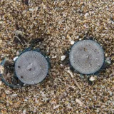 Zbog siću&scaron;nih stvorenja zatvorena omiljena turistička plaža: Ako ih nagazite - požalit ćete