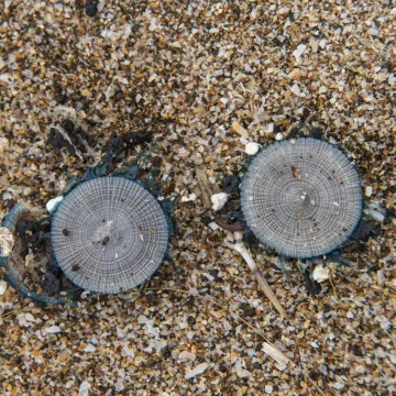 Zbog siću&scaron;nih stvorenja zatvorena omiljena turistička plaža: Ako ih nagazite - požalit ćete