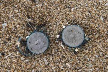 Zbog siću&scaron;nih stvorenja zatvorena omiljena turistička plaža: Ako ih nagazite - požalit ćete