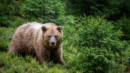 [KVIZ] Koliko zna&scaron; o hibernaciji i životinjama koje spavaju zimski san?