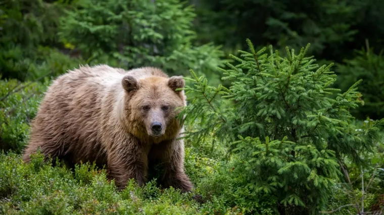 [KVIZ] Koliko zna&scaron; o hibernaciji i životinjama koje spavaju zimski san?