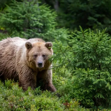 [KVIZ] Koliko zna&scaron; o hibernaciji i životinjama koje spavaju zimski san?