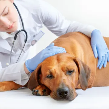 Najče&scaron;će bolesti pasa: Prepoznajte simptome i na vrijeme pomozite svom ljubimcu