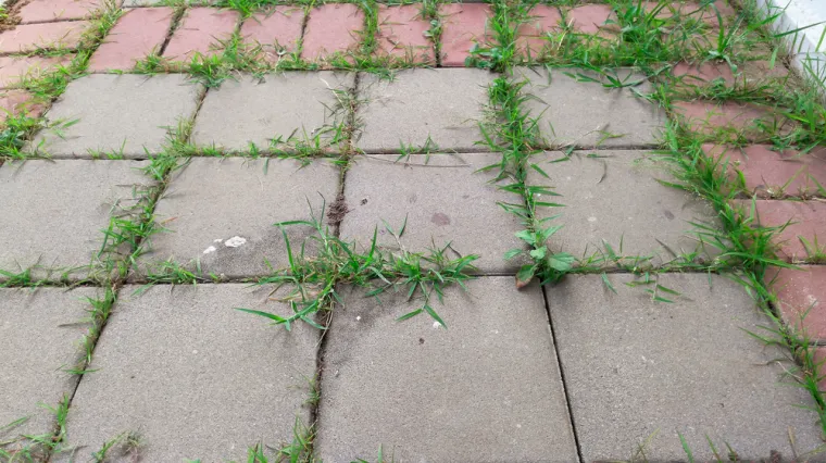 Korov će brzo nestati uz ova dva sastojka koja vjerojatno imate u svojoj kuhinji, samo oprezno