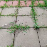 Korov će brzo nestati uz ova dva sastojka koja vjerojatno imate u svojoj kuhinji, samo oprezno