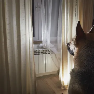 Snimka dva psa nikoga nije ostavila ravnodu&scaron;nim: 'Recite mi da ovo nije prava ljubav'