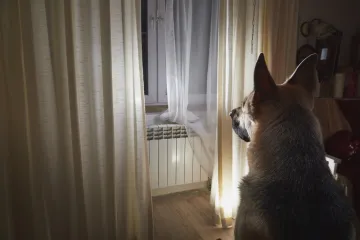 Snimka dva psa nikoga nije ostavila ravnodu&scaron;nim: 'Recite mi da ovo nije prava ljubav'