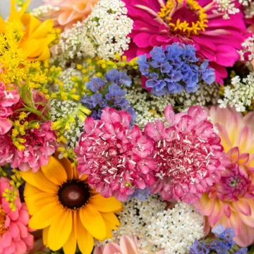 [KVIZ] Svi moraju rasturiti na najlak&scaron;im pitanjima o cvijeću