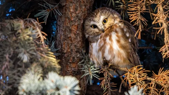 [KVIZ] Samo će najveći ljubitelji znati sve o noćnim životinjama