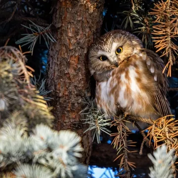 [KVIZ] Samo će najveći ljubitelji znati sve o noćnim životinjama
