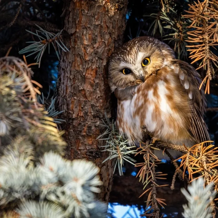 [KVIZ] Samo će najveći ljubitelji znati sve o noćnim životinjama