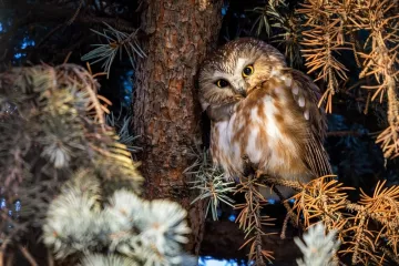 [KVIZ] Samo će najveći ljubitelji znati sve o noćnim životinjama
