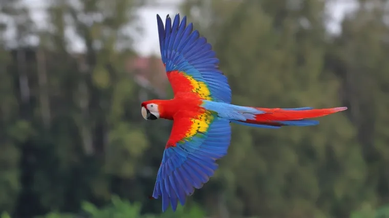 [KVIZ] Samo znalci o papigama mogu imati sve točno na ovom kvizu