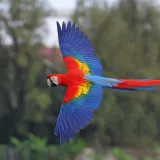 [KVIZ] Samo znalci o papigama mogu imati sve točno na ovom kvizu