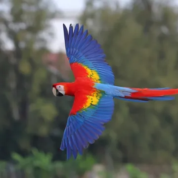[KVIZ] Samo znalci o papigama mogu imati sve točno na ovom kvizu