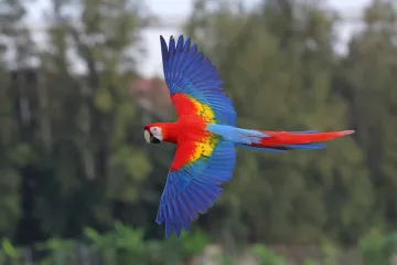 [KVIZ] Samo znalci o papigama mogu imati sve točno na ovom kvizu
