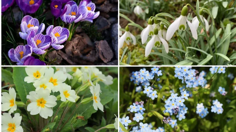 Rijetki će bez puno razmi&scaron;ljanja prepoznati sve vjesnike proljeća: Dokaži da nije nemoguće