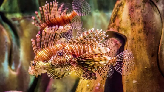 Lijepa, ali ubojita: Riba koja užasava otrovnim bodljama postala je stalni stanovnik Jadrana