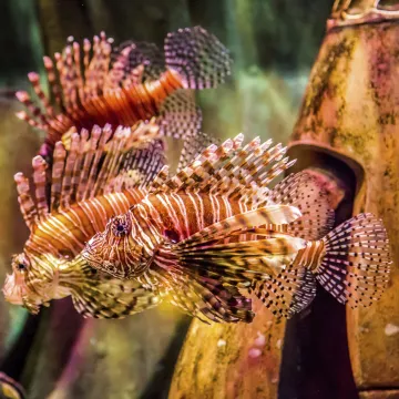 Lijepa, ali ubojita: Riba koja užasava otrovnim bodljama postala je stalni stanovnik Jadrana